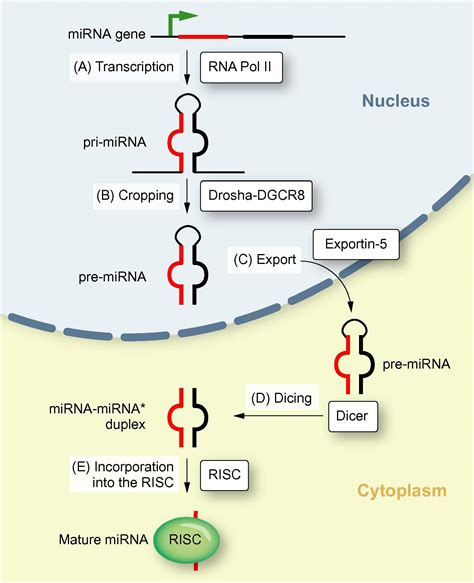 Frontiers MicroRNA Another Pharmacological Avenue For Colorectal Cancer