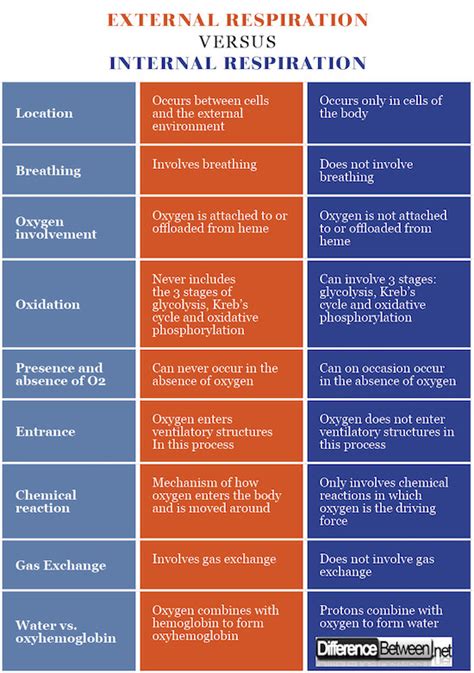 Difference Between External Respiration And Internal Respiration