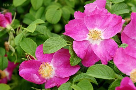 шиповник | Flowers, Plants, Garden
