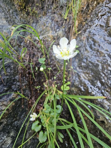 Fringed Grass Of Parnassus From Sitka Ak Usa On July