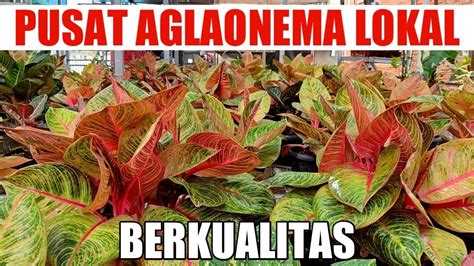 Pusat Aglaonema Lokal Kualitas Terbaik Youtube