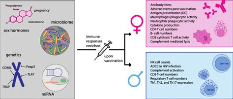 Sex Differences In Vaccine Induced Humoral Immunity Seminars In