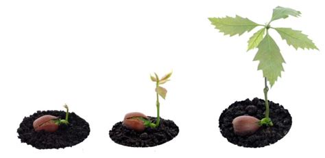 How To Grow An Oak Tree From An Acorn Step By Step