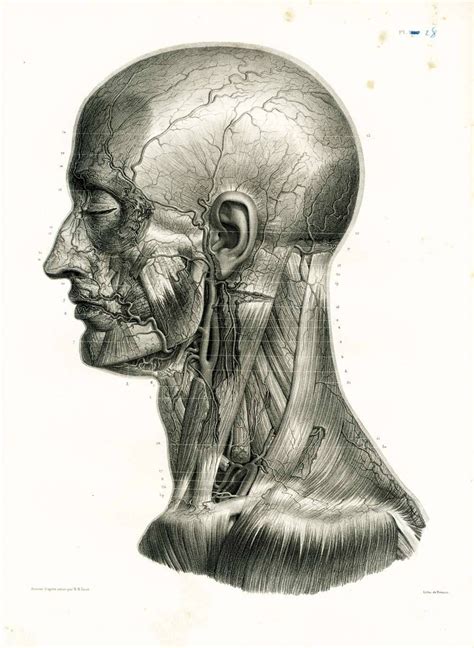 1831 Diaphragme Muscles Cou Thorax Abdomen Planche Anatomique Etsy