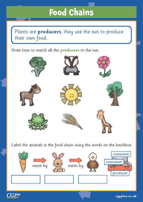 Making Food Chains Year 2 Cgp Plus