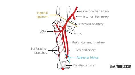 Iliac Artery Anatomy - Anatomy Drawing Diagram