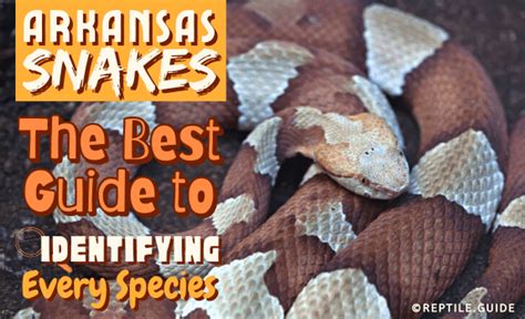 Arkansas Snakes The Best Guide To Identifying Every Species