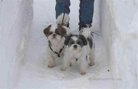 Do Shih Tzu Get Cold In the Winter?