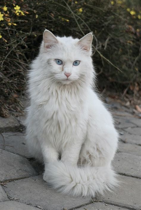 Turkish Angora Cat