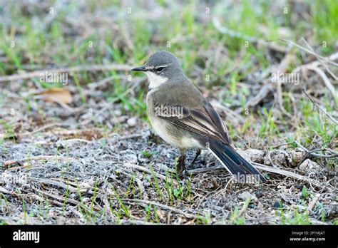 Cape Wagtail Motacilla Capensis Wild Bird Portrait Closeup In Cape