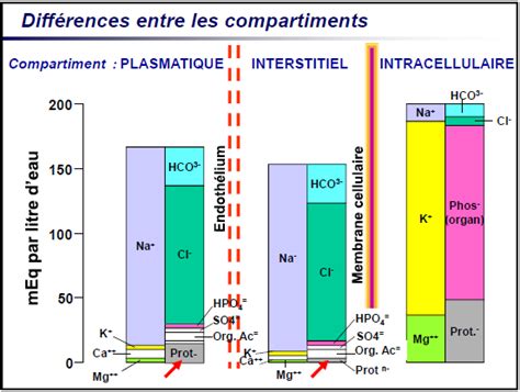 Pressions Osmotiques Ue B Biophysique Physiologie Tutorat