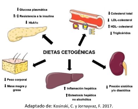 Efectos De La Dieta Cetogénica Download Scientific Diagram