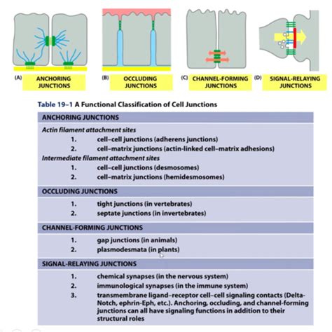 Cell Junctions And Cell Adhesion Flashcards Quizlet