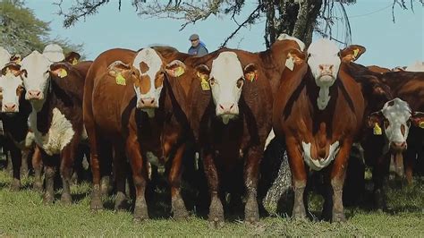 Mundial De La Raza Braford Cambio Agropecuario