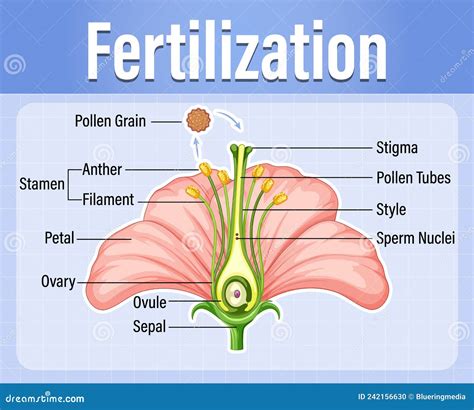 开花植物授粉图 向量例证 插画 包括有 本质 艺术性 培训 科学 夹子 受精 照片 图象 242156630