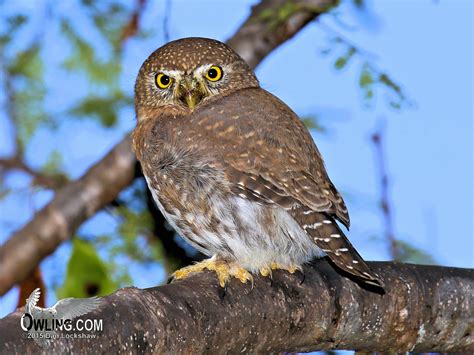 Cape Pygmy-Owl - Glaucidium hoskinsii