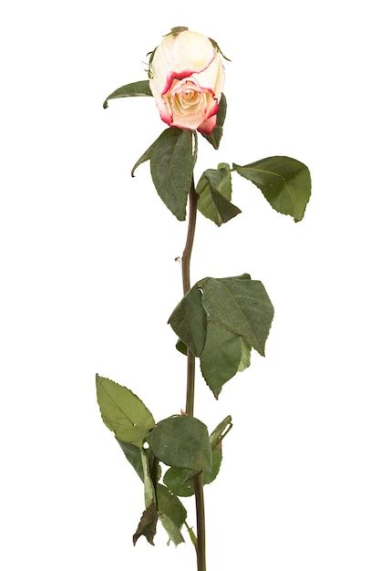 Premium Photo Single Dry Rose