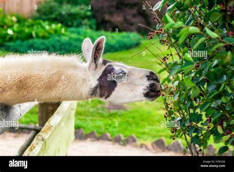 Llama Eating Bush From The Paddock Stock Photo Alamy