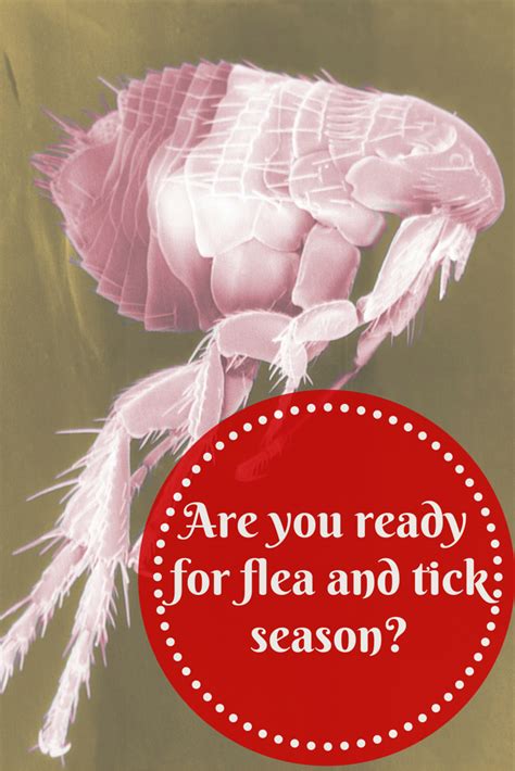 Flea And Tick Plus Ways To Help Control Them This Season Flea