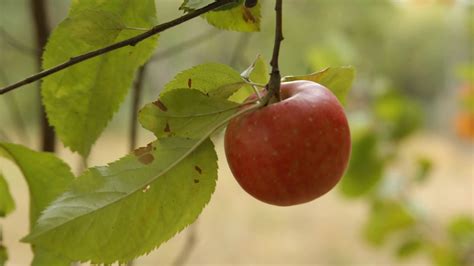 Picking Apples On Farm Stock Footage SBV-347611843 - Storyblocks