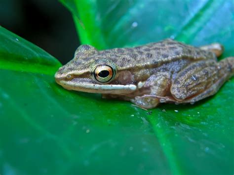 Premium Photo | Hylarana chalconota frog or kongkang kolam frog on taro leaves