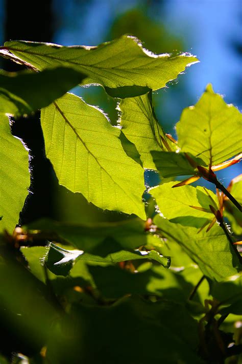 Free Images Tree Nature Branch Light Sunlight Leaf Flower