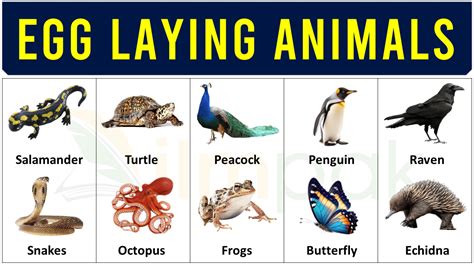 Ilmpak Helping You Learn Egg Laying All Types Of Cats Animals