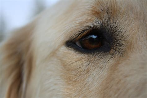 Free stock photo of brown eyes, dog, golden retriever