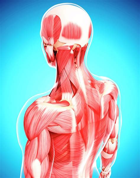 Human Musculature By Pixologicstudio Science Photo Library