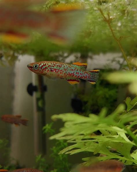 beautiful gardneri killifish males raquariums