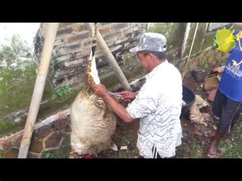 Cara Menguliti Dan Memotong Kambing Dengan Rapi Dan Cepat Ep2 HD YouTube