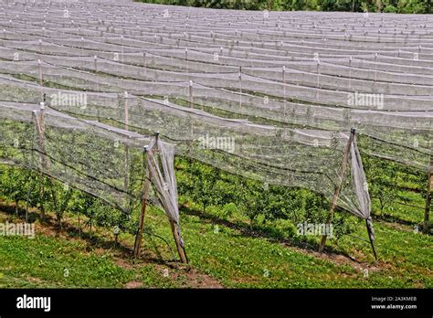 Fruit Crop Protection Nets Stock Photo Alamy