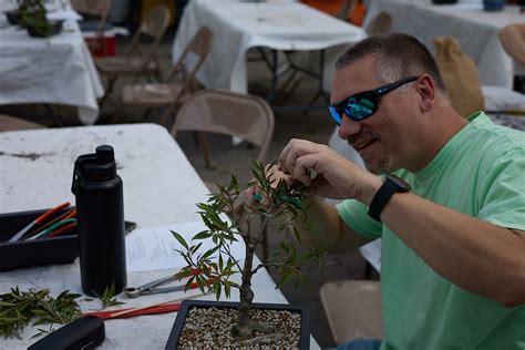 Introduction To Bonsai Workshops 2025 Minnesota Bonsai Society