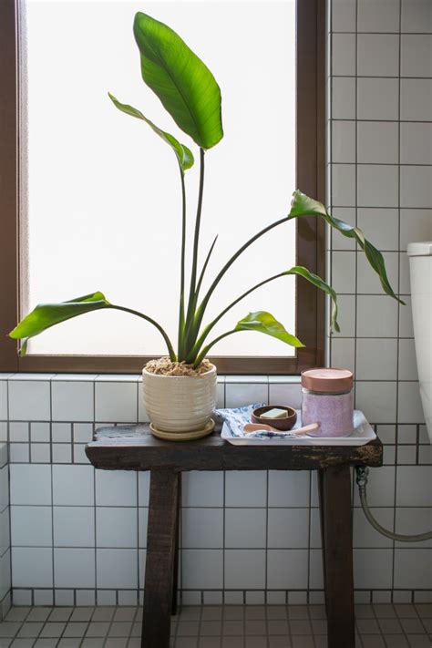 The Best Bathroom Plants For No Light Or Low Light Bathroom Plants