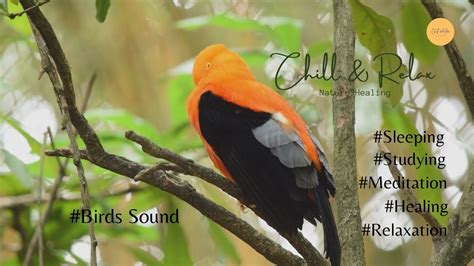 3 Hour Bird Sounds Relaxation Nature Sounds Music For Meditation