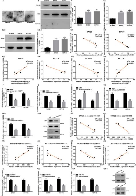 Exosomal Hsa Circ 0004771 In CRC Cell Culture Media Regulates