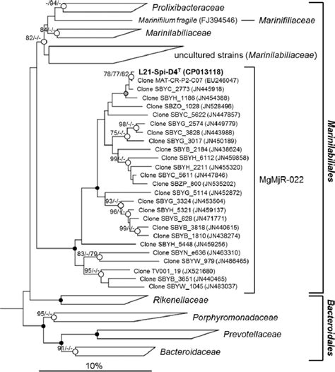 Phylogenetic Placement Of Strain L21 Spi D4 T Within The Class Download Scientific Diagram