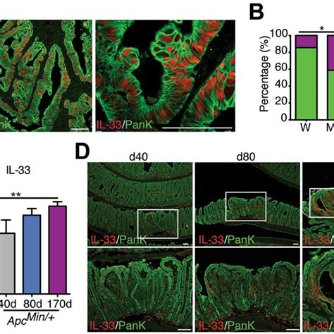 IL 33 Promotes Intestinal Polyp Growth In Apc Min Mice A V33 Apc