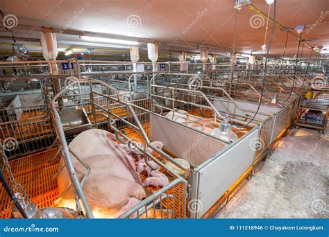 Pig Business. Swine Farm with High Quality Farming Stock Photo - Image of farm, management ...