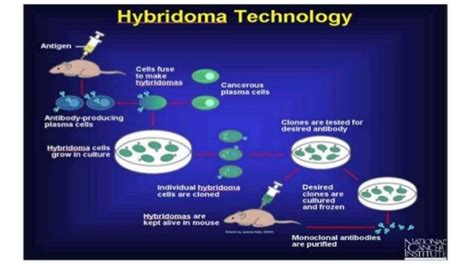 Hybridoma technology and production of monoclonal antibody