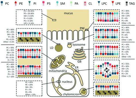 Membrane Composition And Localization Of Major Phospholipids In An