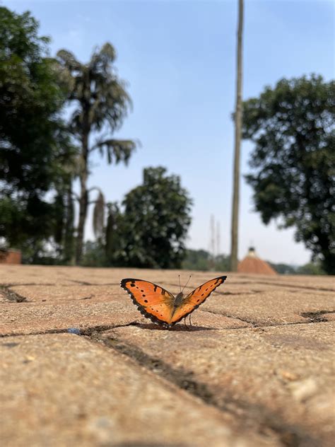 nature butterfly wings  photo  pixabay pixabay