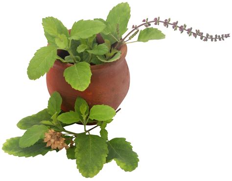 Medicinal Tulsi Hojas Png