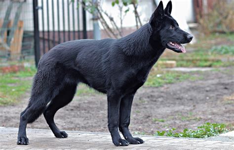 Soñar Con Perros Negros 【 Significado Completo