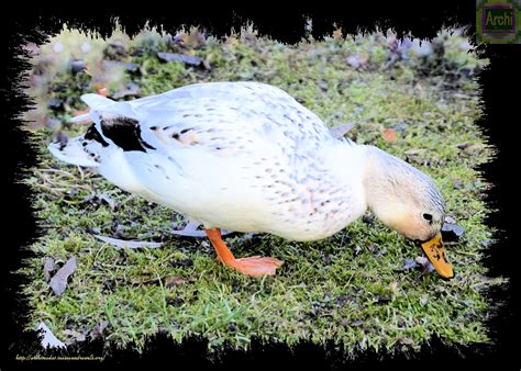 Blondi Das Blonde K Ken Ineineandrewelt Nachdenkliches