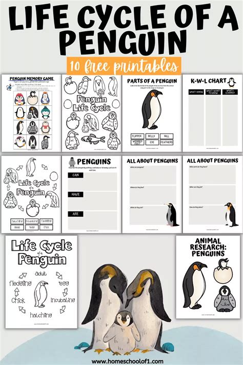 Free Life Cycle Of A Penguin Worksheets Best Homeschool Curriculum