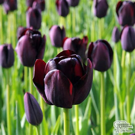 Buy Tulip Single Late Queen Of Night Bulbs In The Uk