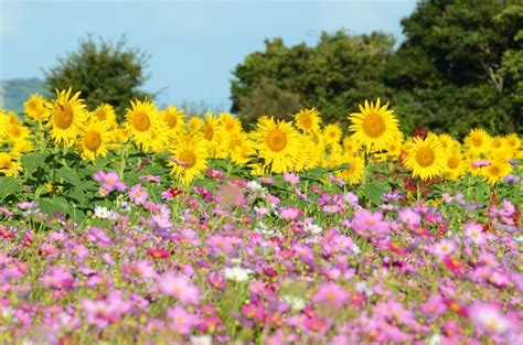 コスモスとヒマワリが同時に楽しめる 河村ひまわり園さん 四国中央市 川正電器（カワマサデンキ）のブログ 街の電気屋話し