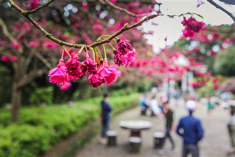 Teach In Taiwan - Cherry Blossom Season in Taiwan