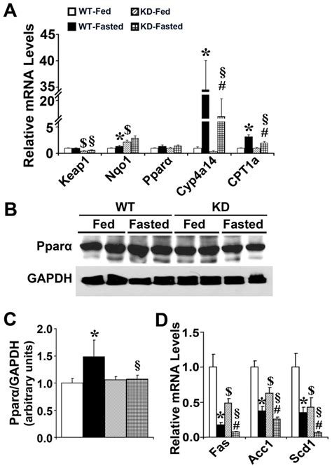 A The Induction Of Cyp4a14 And CPT 1a By Fasting Was Attenuated In